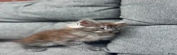 Maine Coon cats for sale: Male Maine coon  - Advert 4