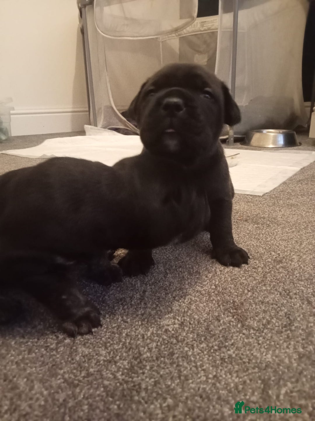 Mixed Breed dogs for sale: American pocket Corso puppies  - Advert 8