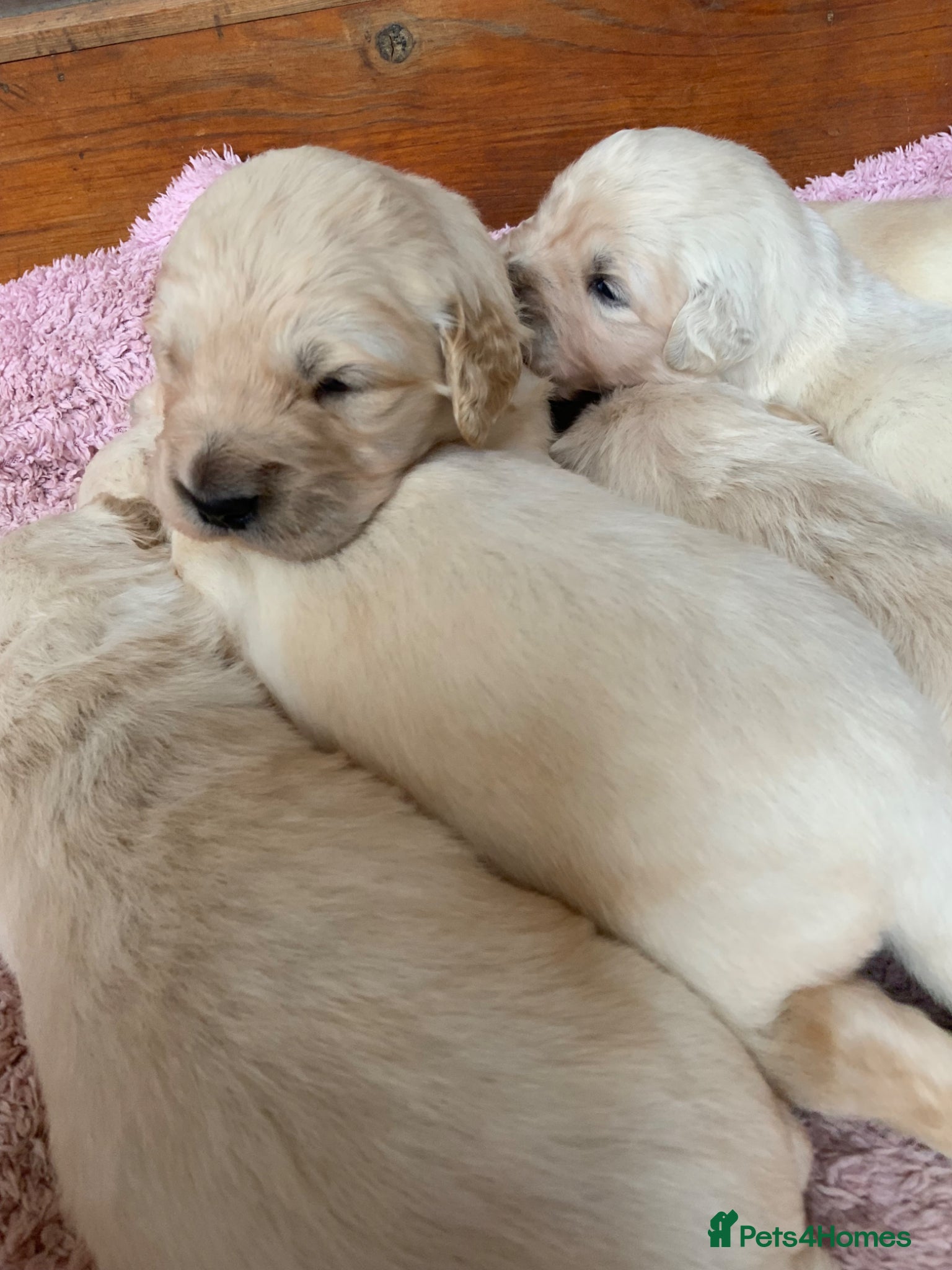 Golden Retriever dogs Gorgeous KC registered Golden Retreiver Puppies - Advert 1