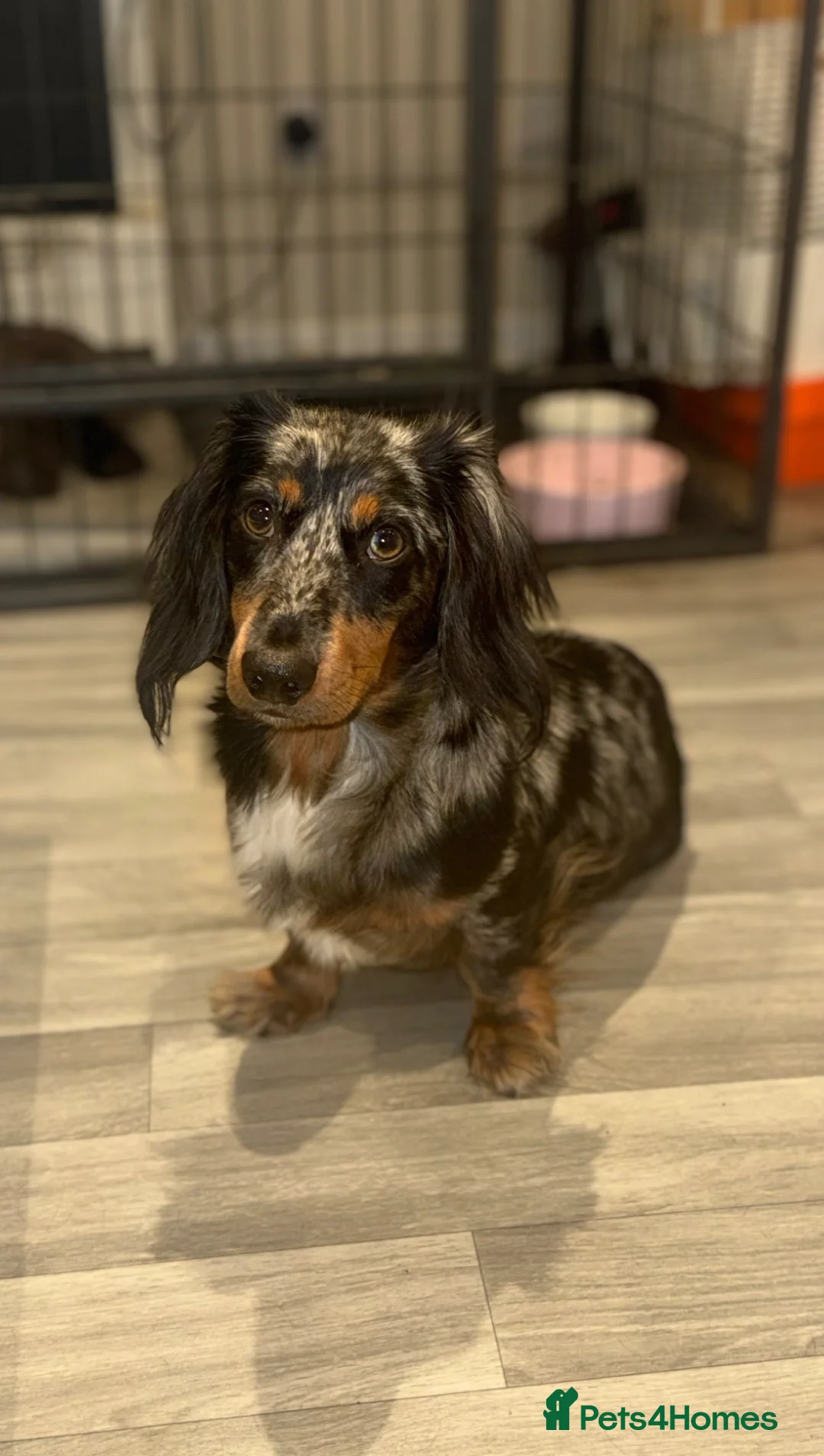 Dachshund dogs for sale: DACHSHUND LONGHAIR - Advert 10
