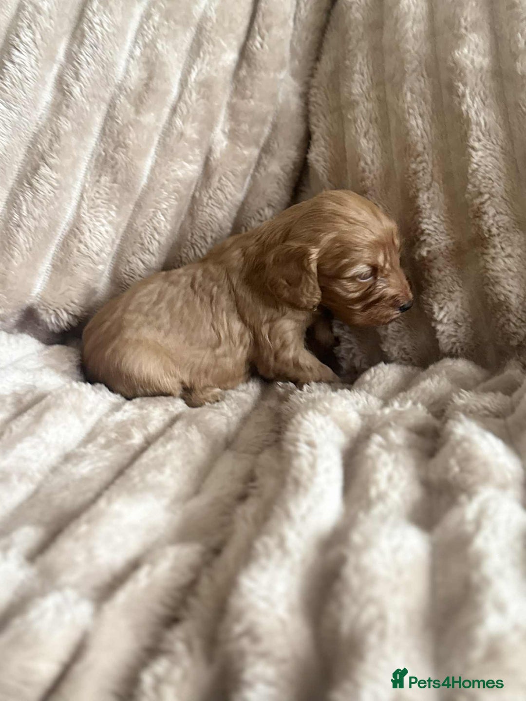 Cockapoo dogs for sale: Cockapoo F1B STUNNING COLOURS 4 available - Advert 21