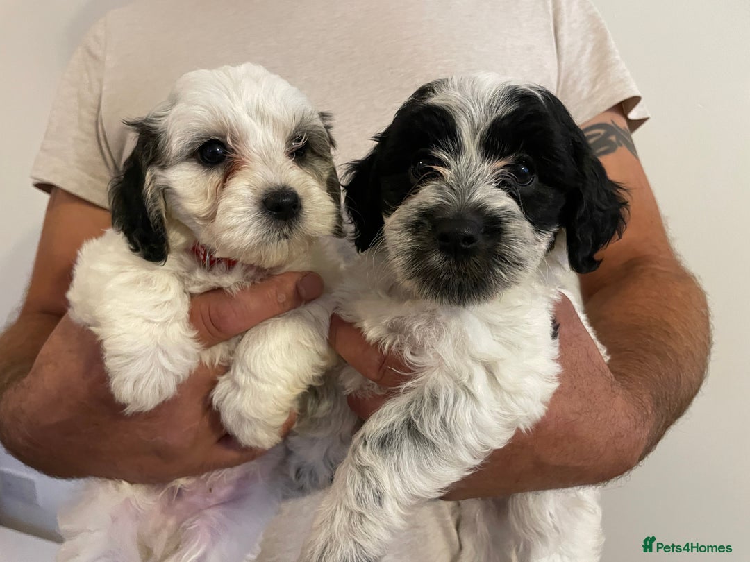 Mixed Breed dogs for sale: Cockapoo x Maltese (Maltipoo) - Image 12