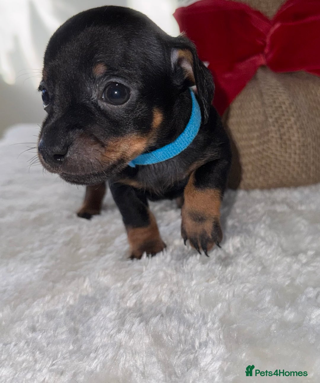 Chiweenie dogs for sale: 3 Gorgeous Girls & 2 Beautiful Boys  - Advert 16