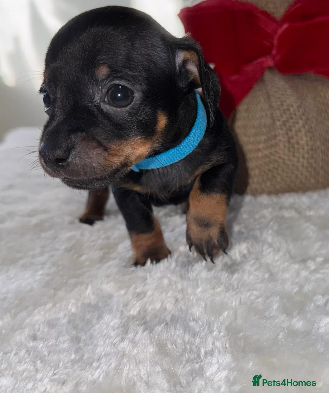 Chiweenie dogs for sale: Miniature Dachshund x Chihuahua  - Advert 29