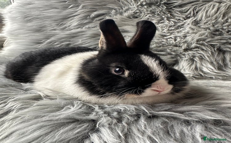 Netherland Dwarf rabbits - Advert 12