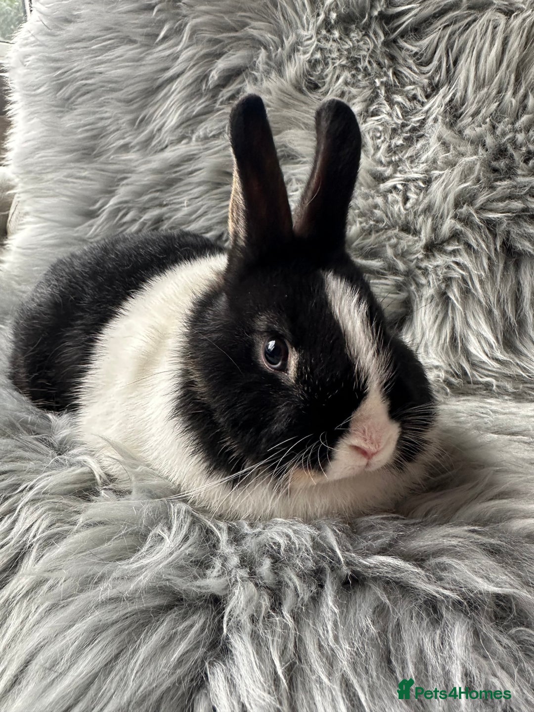Netherland Dwarf rabbits for sale: Netherland Dwarf Rabbits For Sale - Image 1