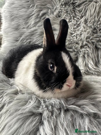 Netherland Dwarf rabbits - Advert 8