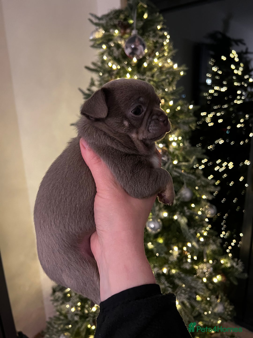 Chihuahua dogs for sale: Kc registered lilac chihuahua girl - Advert 7