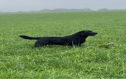 Labrador Retriever dogs for sale: Gorgeous KC Registered Labrador Retriever Puppies - Image 30