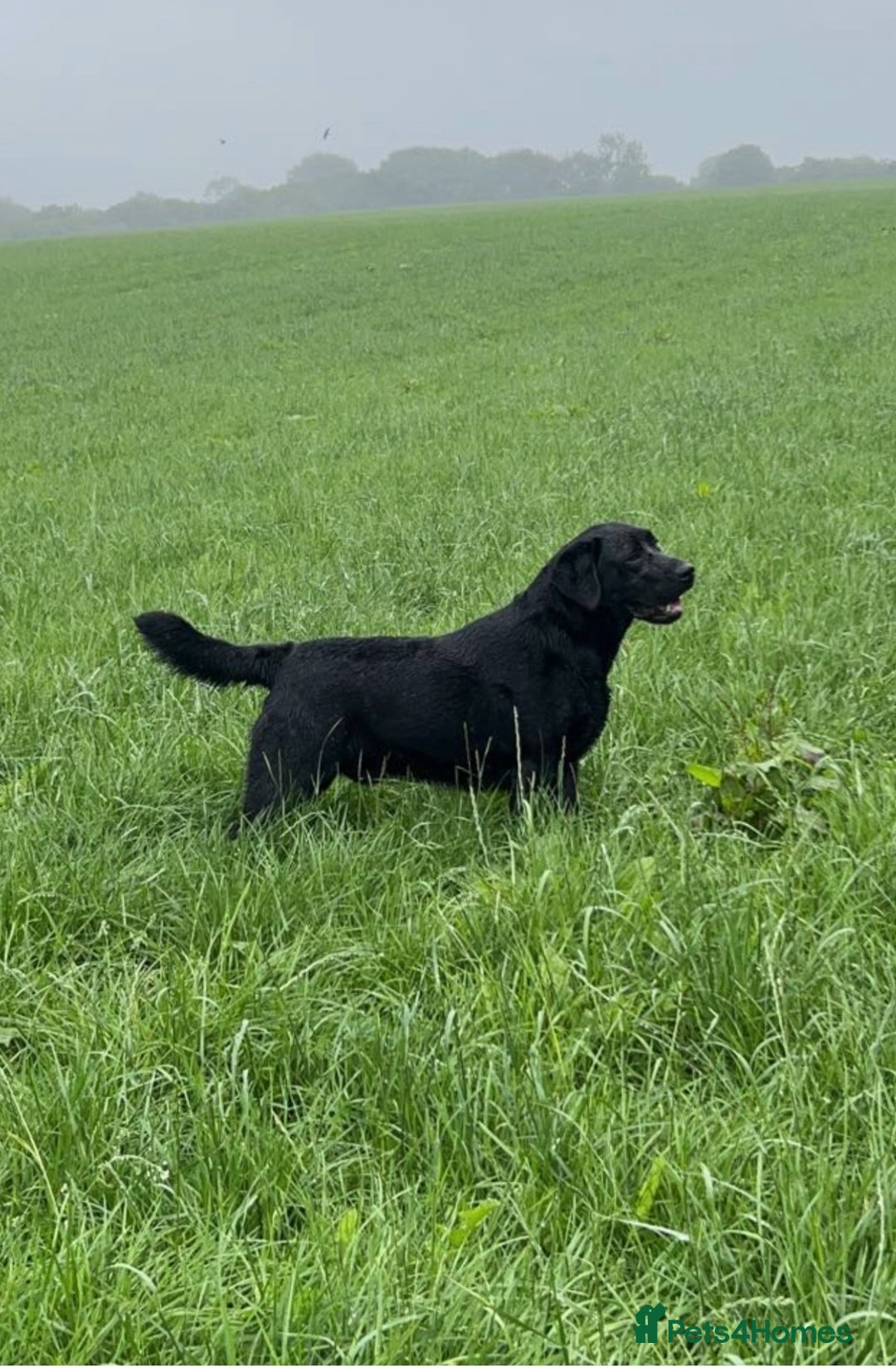 Labrador Retriever dogs for sale: Gorgeous KC Registered Labrador Retriever Puppies - Image 30