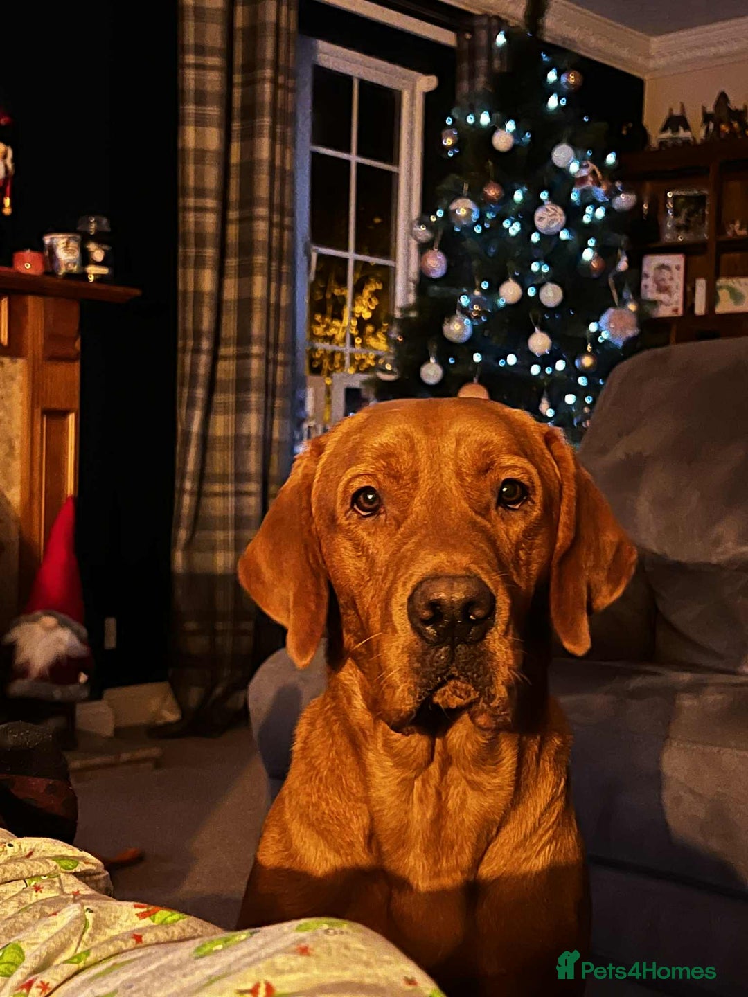 Labrador Retriever dogs for stud: Stud dog - Advert 3