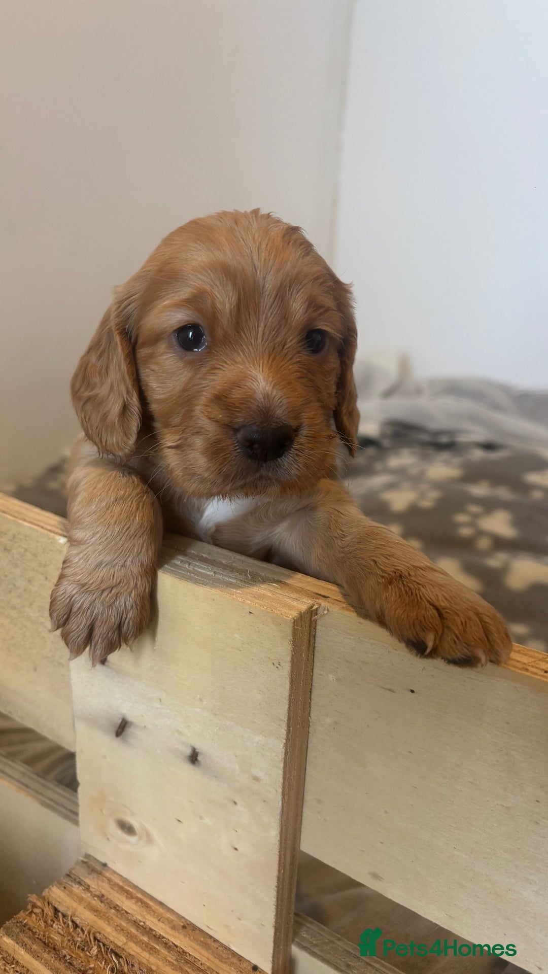 Cocker Spaniel dogs for sale: Working ginger/red cocker spaniels. - Image 3