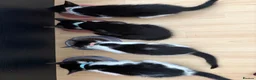Mixed Breed cats for sale: 2 Male and 2Female kittens  in Hayes - Advert 17