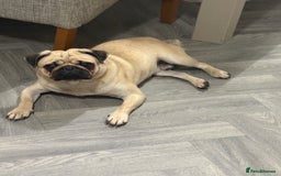 Pug dogs for sale: Male pug 14 months old  - Advert 2