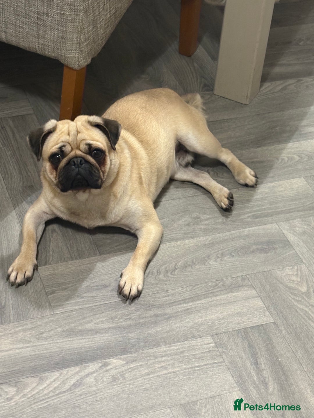 Pug dogs for sale: Male pug 14 months old  - Advert 2