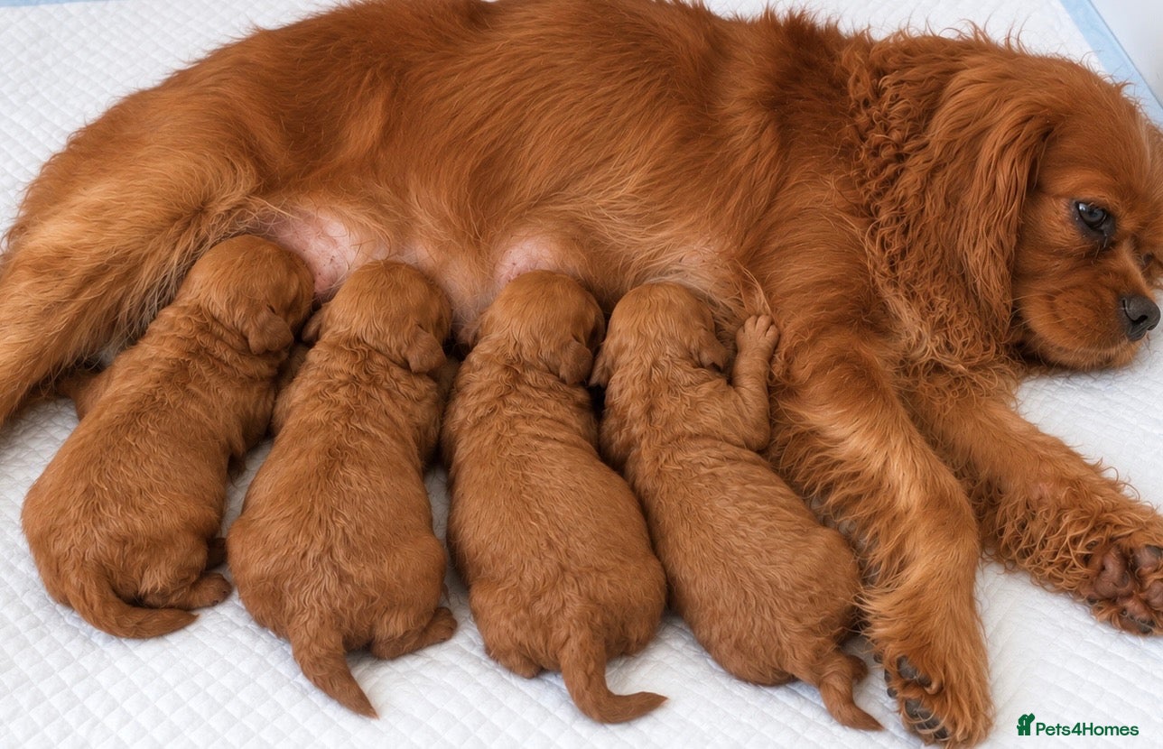 Cavapoo dogs Health tested fox red f1 Cavapoo  - Advert 1