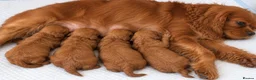 Cavapoo dogs for sale: Health tested fox red f1 Cavapoo  - Advert 1