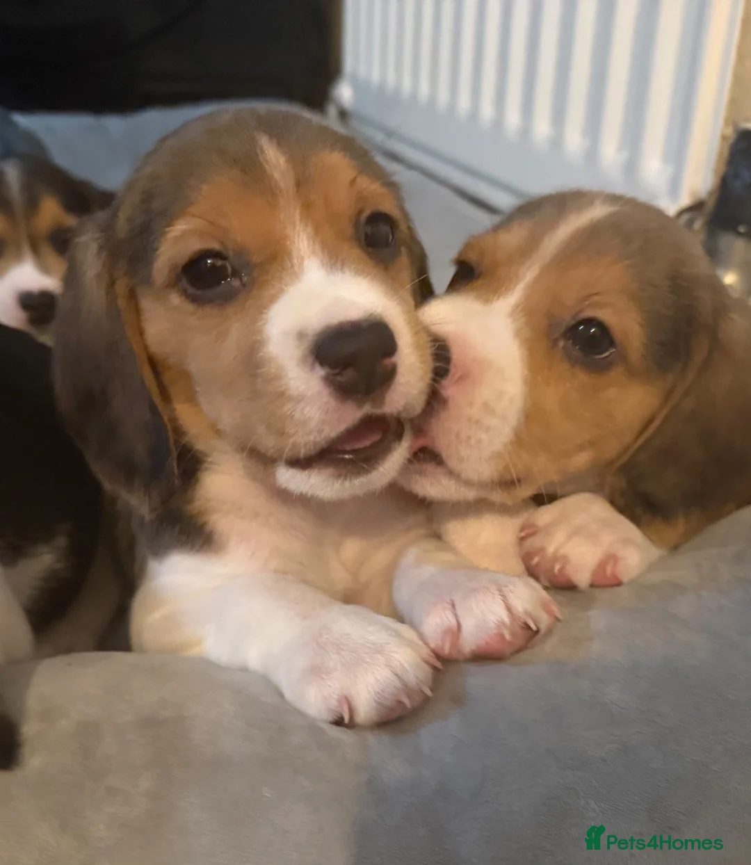 Beagle dogs for sale: Beagle puppies  - Advert 2