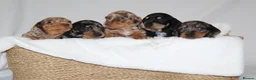 Miniature Dachshund dogs for sale: KC Miniature Dacshund Puppies For Sale - Licensed  - Advert 3