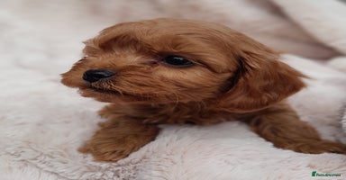 Cavapoo dogs - Advert 3