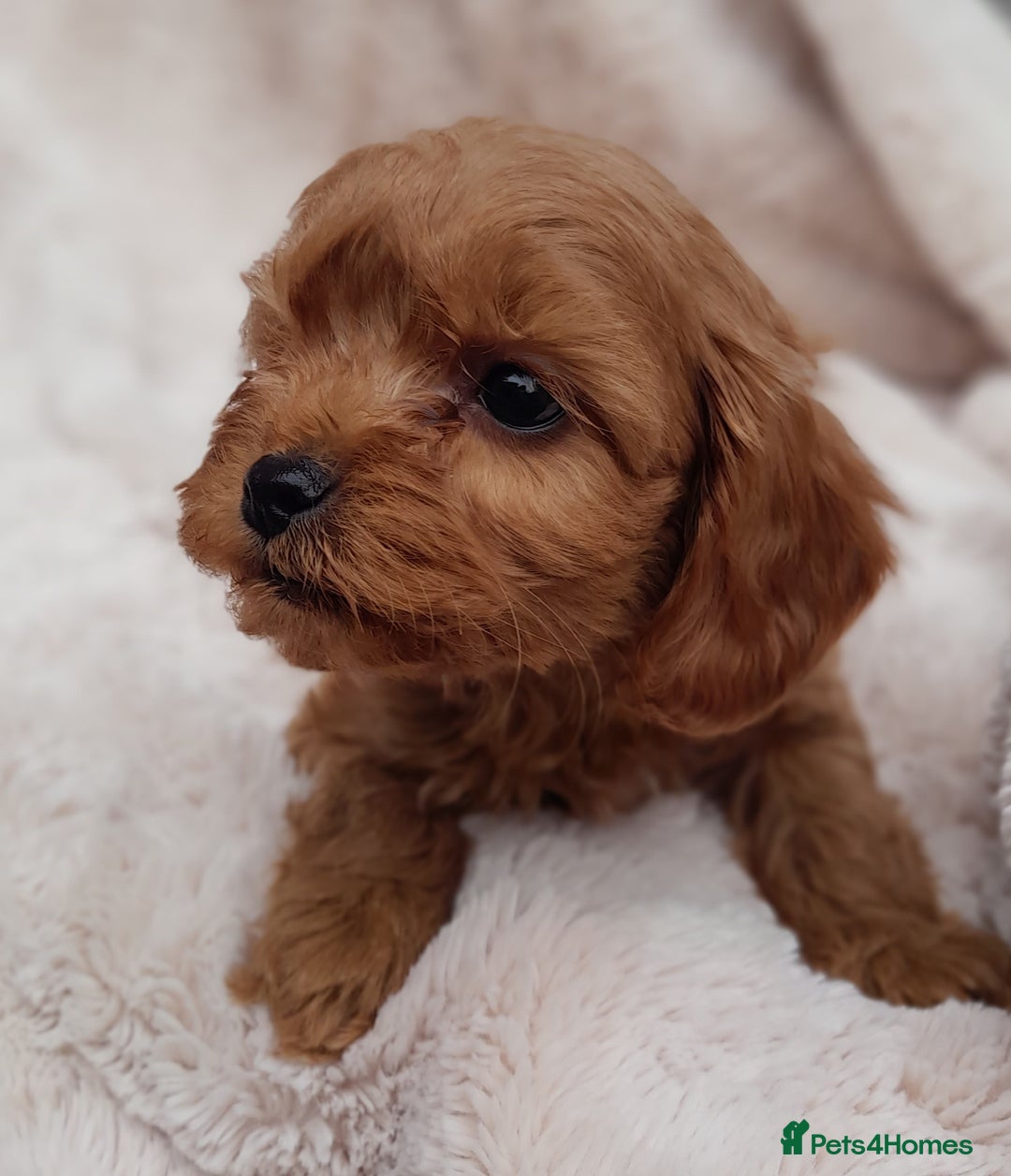 Cavapoo dogs for sale: Beautiful F1 Cavapoo Pups  - Image 2