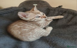 Bengal cats for sale: TICA Family-raised Bengal Kittens Vet Checked - Image 3