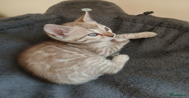 Bengal cats - Advert 13