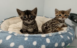 Bengal cats for sale: Pure Bengal kittens - Image 19