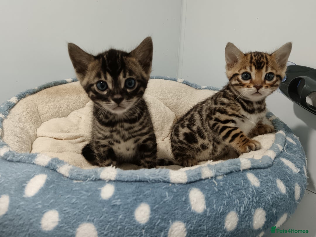 Bengal cats for sale: Pure Bengal kittens - Image 19