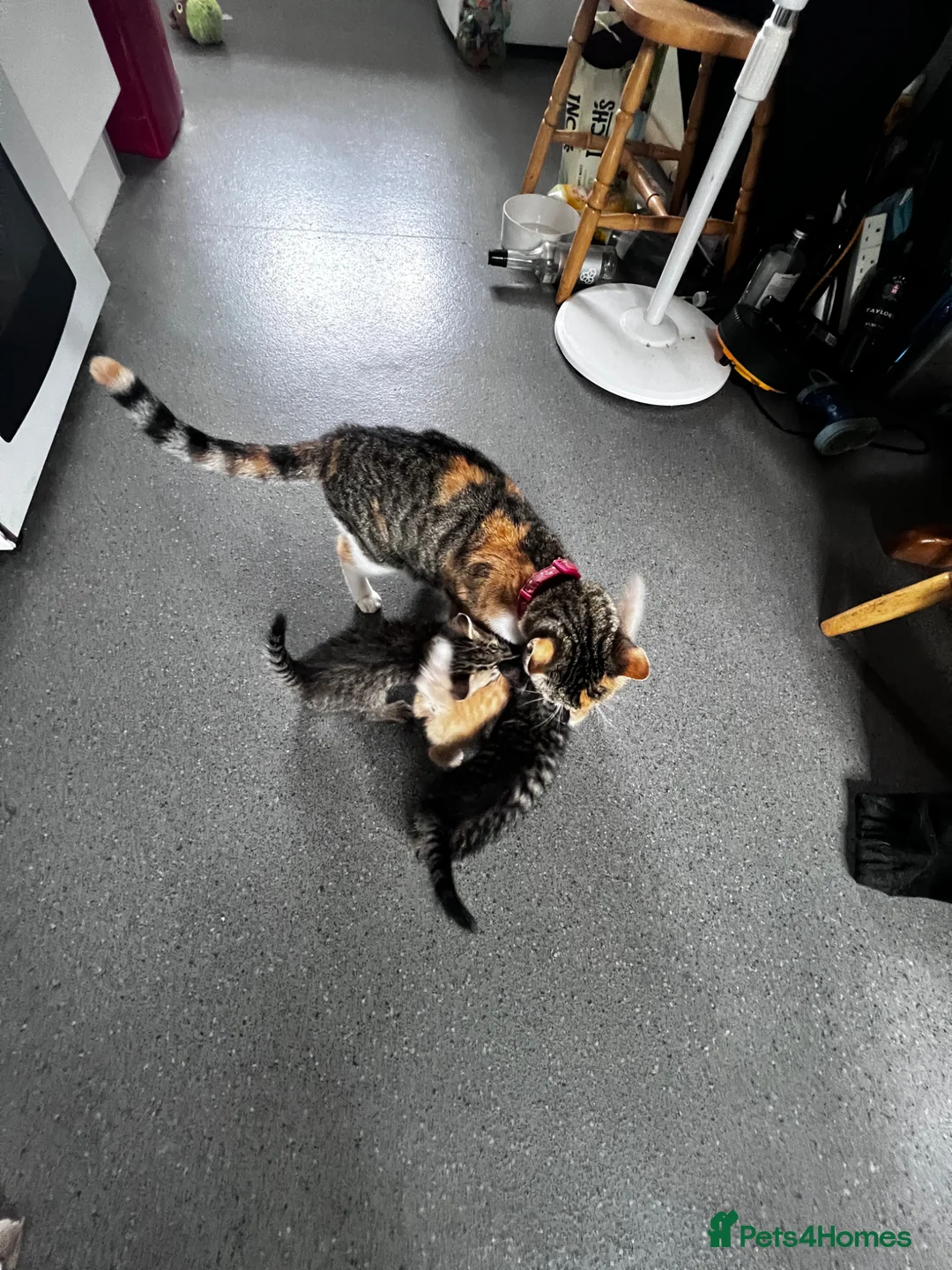 Mixed Breed cats for sale: Rare full ginger female and 2 handsome tabby boys in Hereford - Advert 1