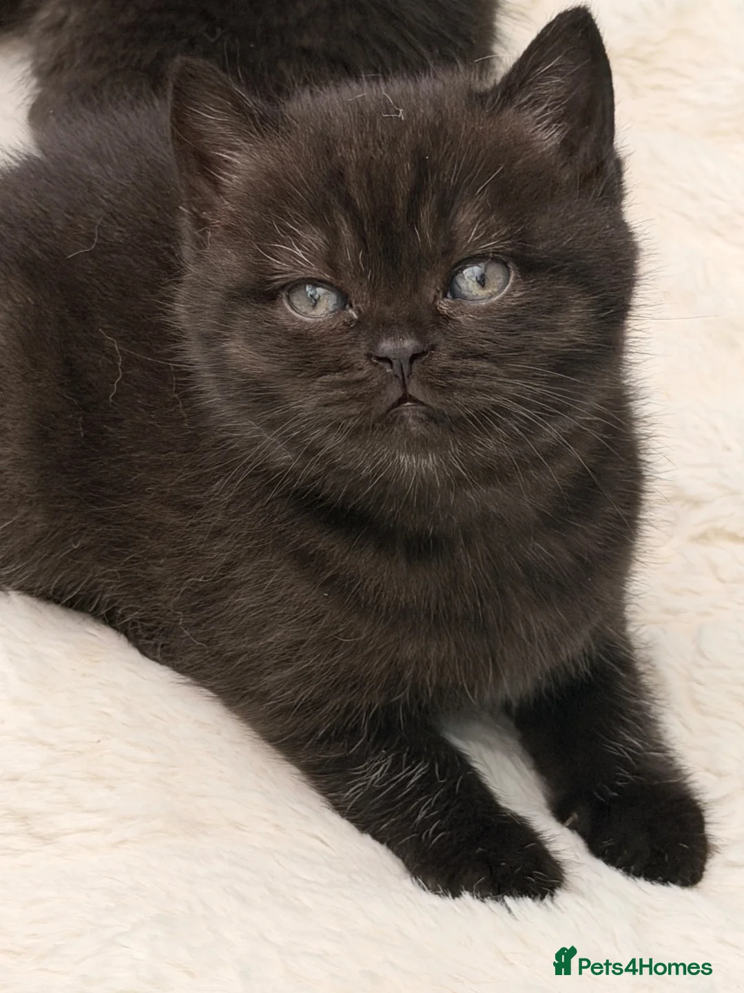 British Shorthair cats for sale: 🏆Champions line🏆BSH Kittens Tica reg  - Advert 2