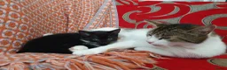 Mixed Breed cats for sale: Gorgeous black&white male kitten - Advert 8