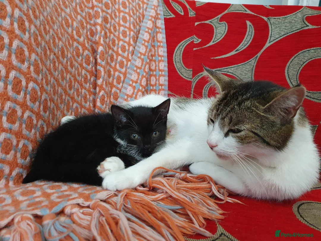 Mixed Breed cats for sale: Gorgeous black&white male kitten - Advert 8