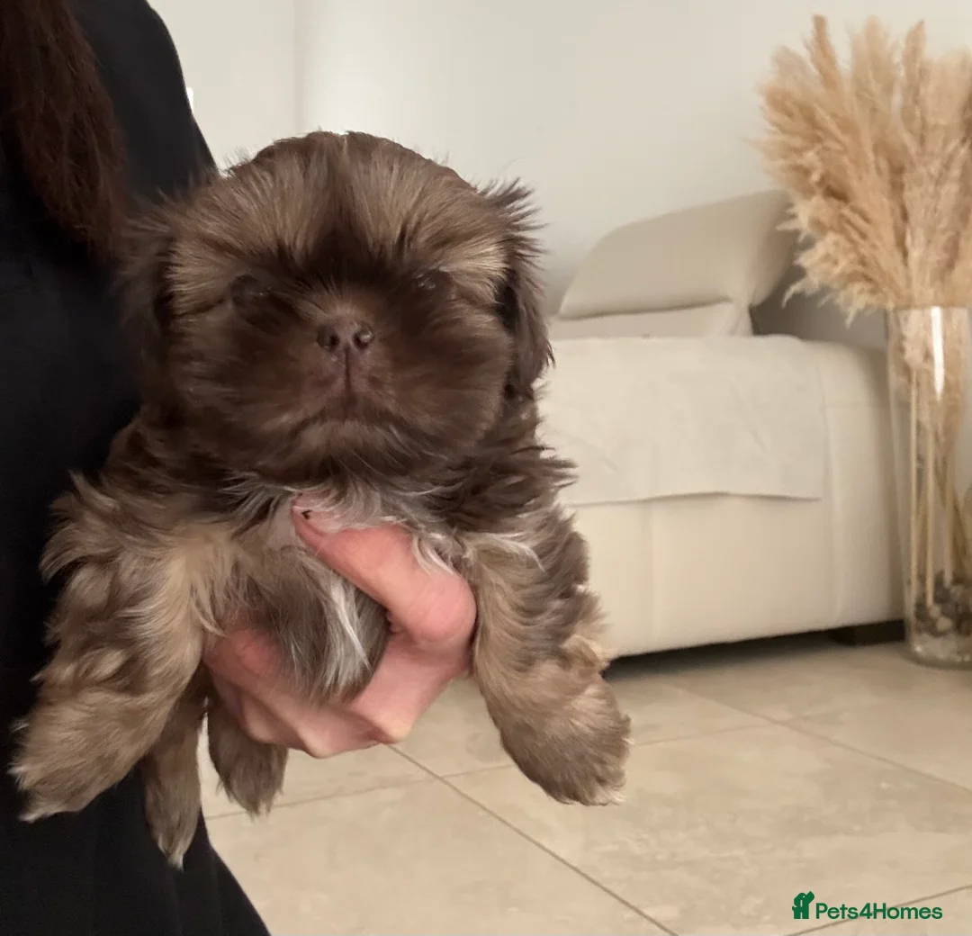 Shih Tzu dogs for sale: Imperial shihtzu  - Advert 2