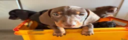 Miniature Dachshund dogs for sale: Miniature sausages - Advert 2