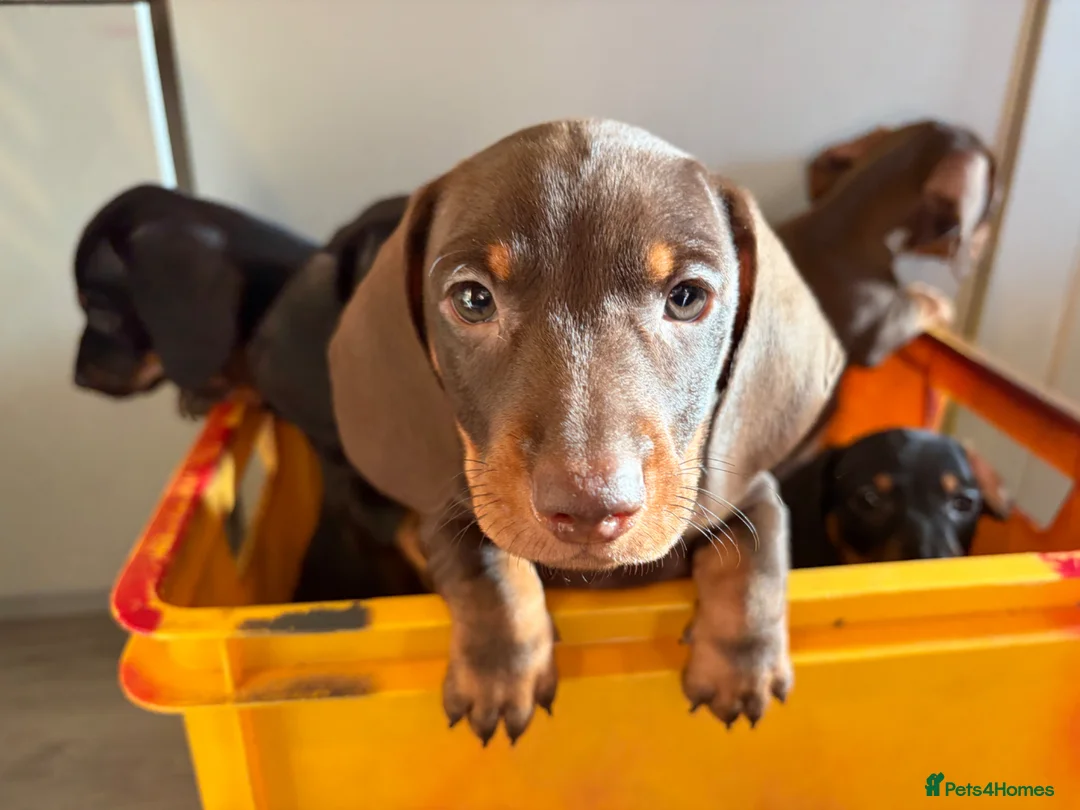 Miniature Dachshund dogs for sale: Miniature sausages - Advert 2