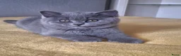 British Shorthair cats for sale: British Shorthair kittens 12 weeks old  in Luton - Advert 14