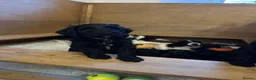 Mixed Breed dogs for sale: Sprockerpoo puppies looking for their forever home - Advert 6