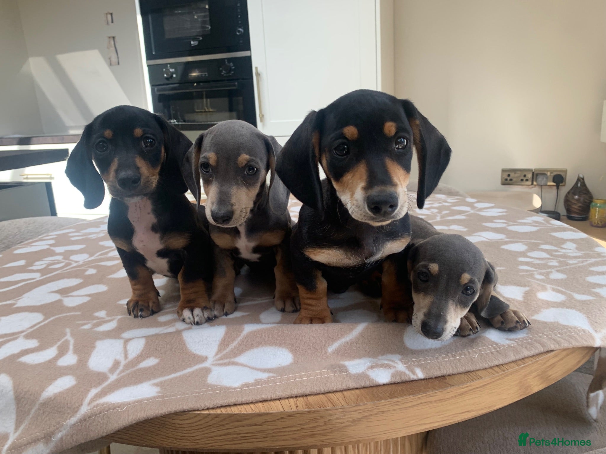 Miniature Dachshund dogs ****mini dachshunds *** - Advert 2