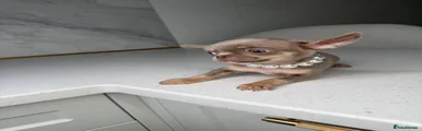 Chihuahua 3