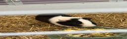 Guinea Pig rodents for sale: guinea pigs  in Calne - Advert 4