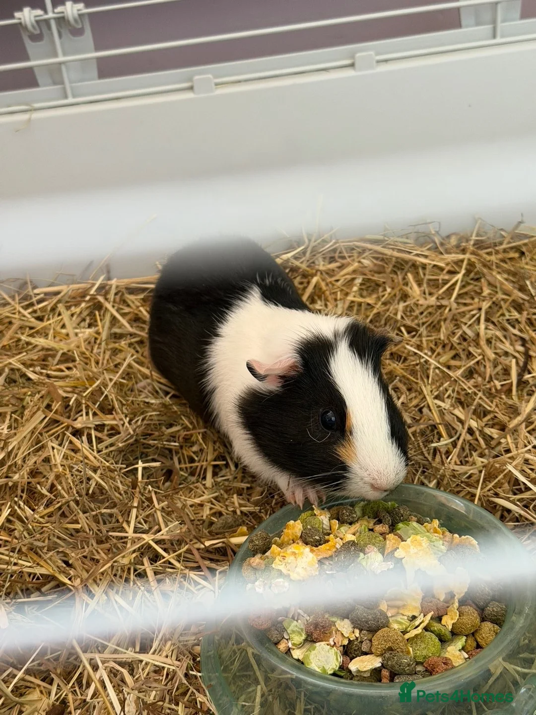 Guinea Pig rodents for sale: guinea pigs  in Calne - Advert 4