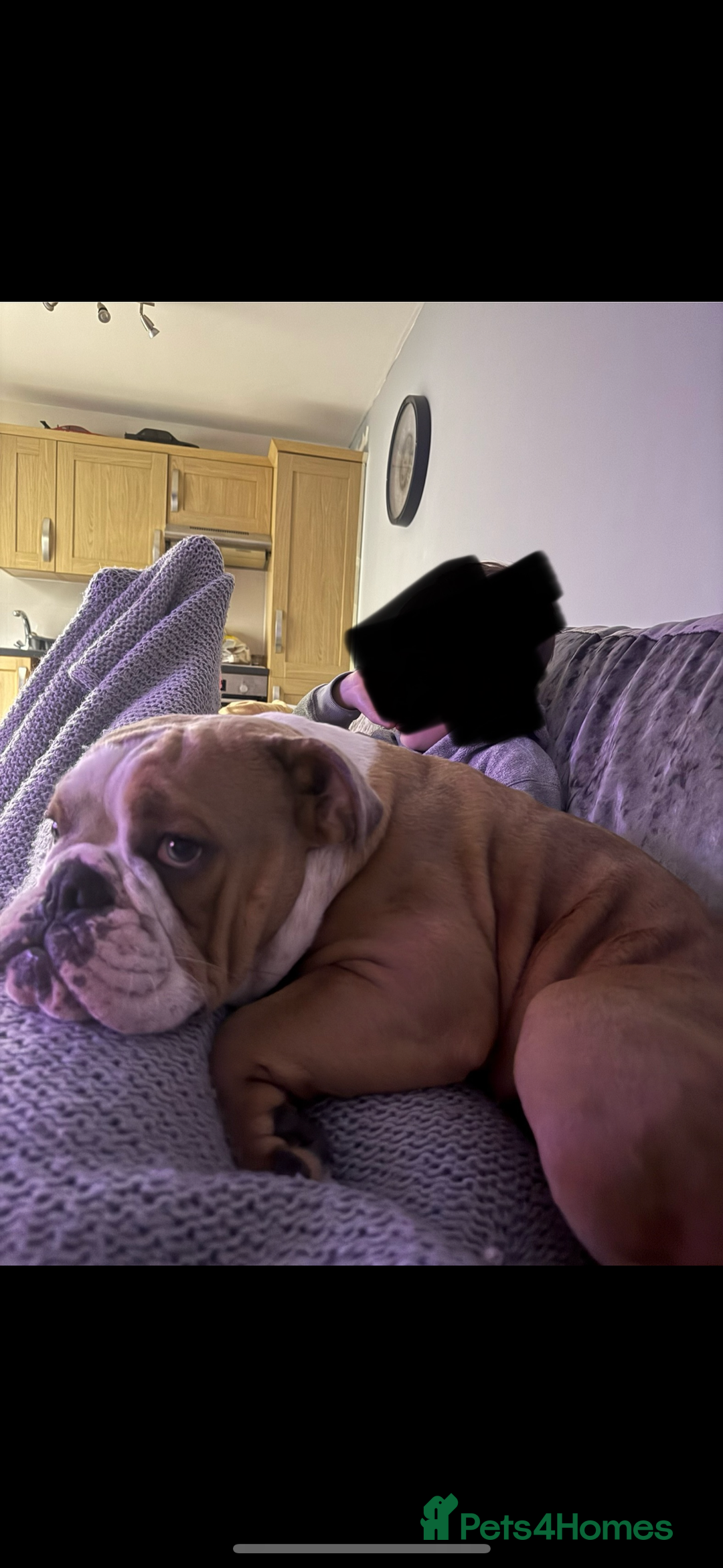 English Bulldog dogs for sale: English bulldog - Image 1
