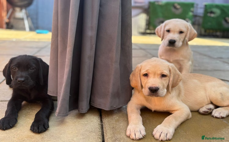 Labrador Retriever dogs - Advert 13