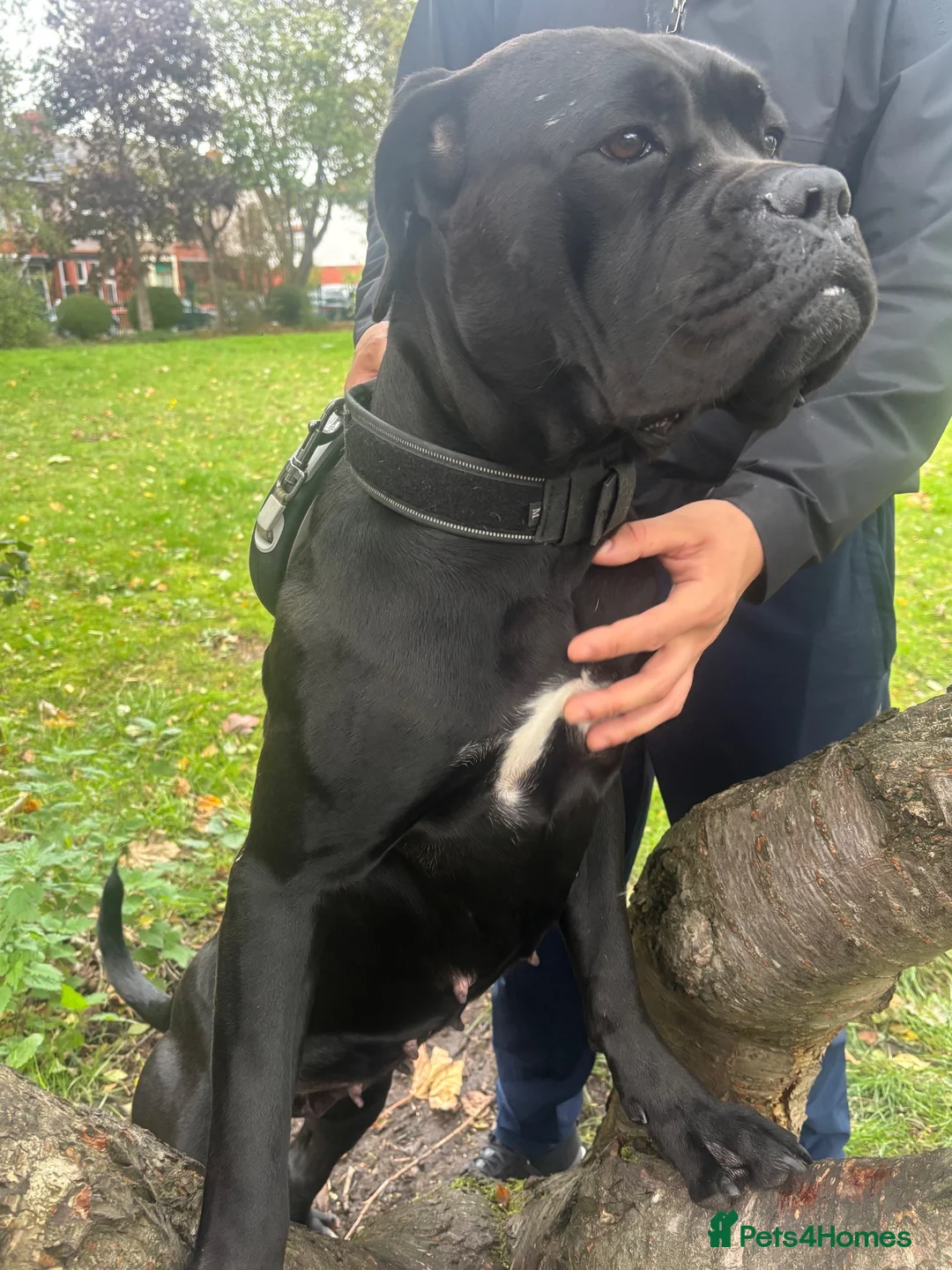 Cane Corso dogs for sale: Dog for rehome  in Liverpool - Advert 2
