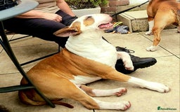 English Bull Terrier dogs for stud: Bull terrier proven stud dog  in Sheffield - Image 5
