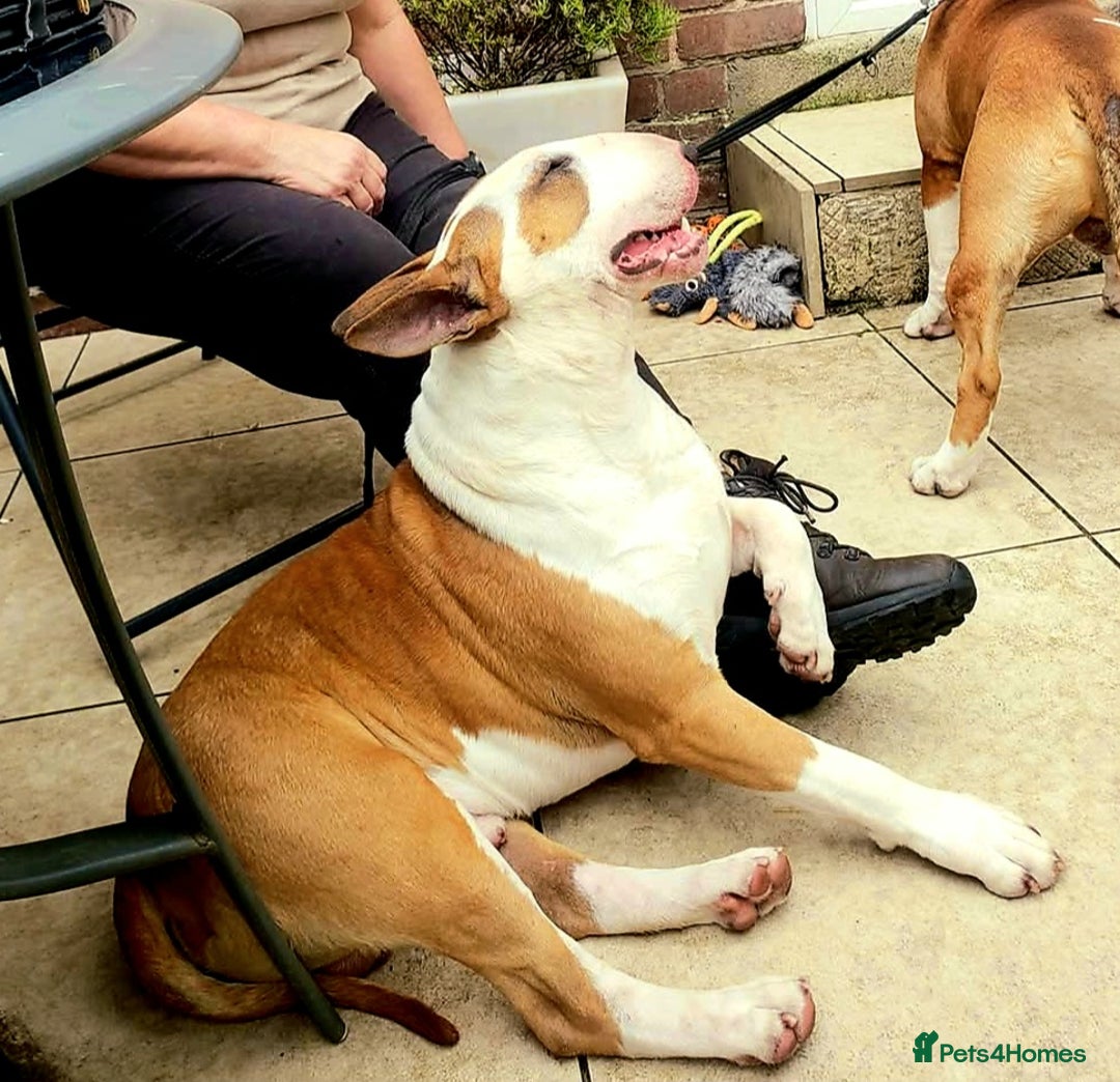 English Bull Terrier dogs for stud: Bull terrier proven stud dog  in Sheffield - Image 5