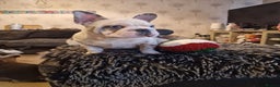 French Bulldog dogs for sale: French bulldog puppies  - Advert 15