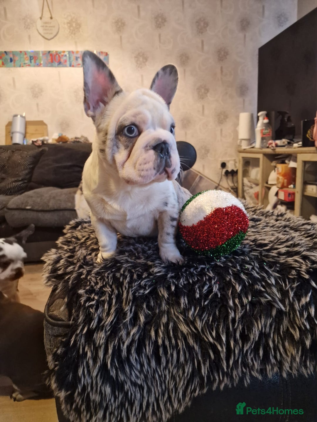 French Bulldog dogs for sale: French bulldog puppies  - Advert 15
