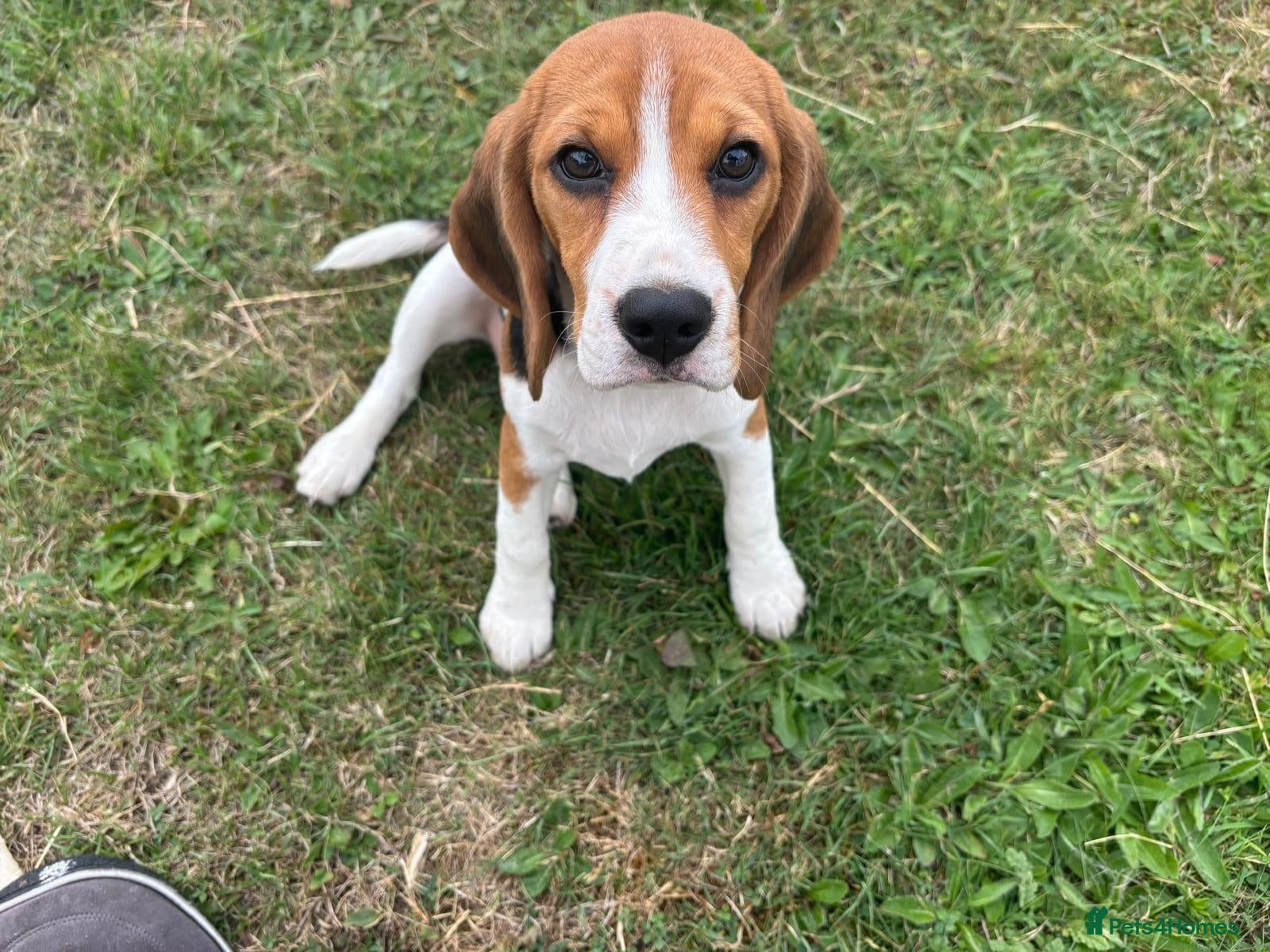 Beagle dogs for sale: Loving young Beagle looking for new home  - Advert 10